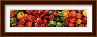 Close-up of Assorted Peppers Fine Art Print