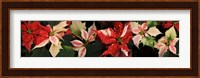 Close-up of Poinsettia Flowers Fine Art Print
