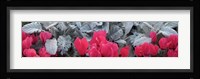 Close-up of Pink Cyclamen and Silver Dust Leaves Fine Art Print