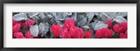 Close-up of Pink Cyclamen and Silver Dust Leaves Fine Art Print