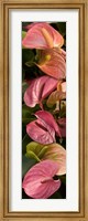 Close-up of Anthurium Plants Fine Art Print