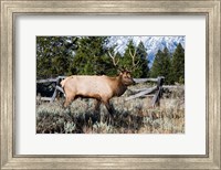 Elk in Field, Grand Teton National Park, Wyoming Fine Art Print