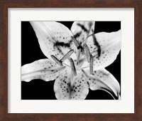 Close up of Lily flower (BW) Fine Art Print