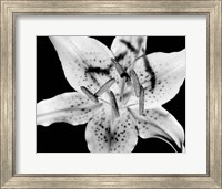 Close up of Lily flower (BW) Fine Art Print
