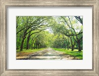 Live Oaks and Spanish Moss Wormsloe State Historic Site Savannah GA Fine Art Print