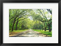 Live Oaks and Spanish Moss Wormsloe State Historic Site Savannah GA Fine Art Print