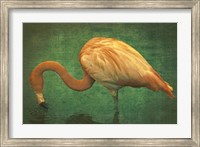 Caribbean Flamingo Fine Art Print