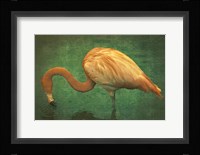 Caribbean Flamingo Fine Art Print