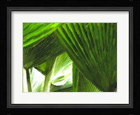 Painted Ferns I Fine Art Print