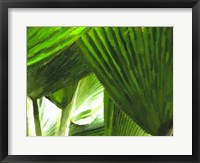 Painted Ferns I Framed Print