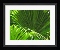 Painted Ferns II Fine Art Print