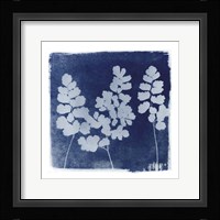 Flora Cyanotype II Framed Print