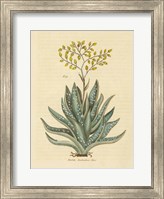Herbal Botanical XXXI Fine Art Print