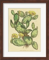 Herbal Botanical XXIX Fine Art Print