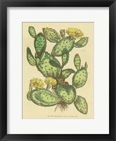Herbal Botanical XXIX Framed Print