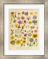 Herbal Botanical XI Fine Art Print