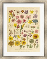Herbal Botanical XI Fine Art Print