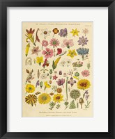 Herbal Botanical XI Framed Print