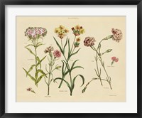 Herbal Botanical VIII Fine Art Print