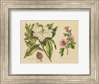 Herbal Botanical II Fine Art Print
