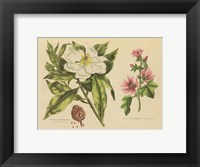 Herbal Botanical II Fine Art Print