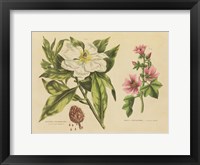 Herbal Botanical II Framed Print