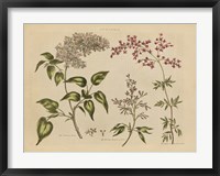 Herbal Botanical I Fine Art Print