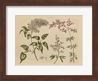 Herbal Botanical I Fine Art Print