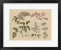 Herbal Botanical I Framed Print