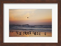 Kalaloch Birds III Fine Art Print