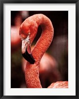 Caribbean Flamingo II Fine Art Print