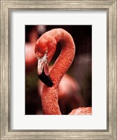 Caribbean Flamingo II Fine Art Print
