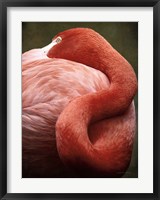 Caribbean Flamingo I Fine Art Print
