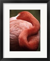 Caribbean Flamingo I Framed Print