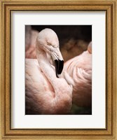 Chilean Flamingo II Fine Art Print