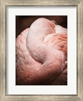Chilean Flamingo I Fine Art Print
