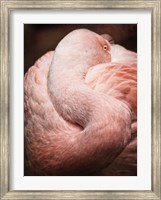 Chilean Flamingo I Fine Art Print