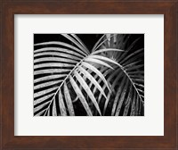 Palm Fronds Fine Art Print
