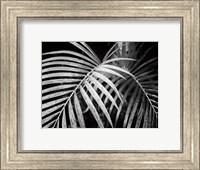 Palm Fronds Fine Art Print
