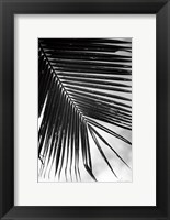 Palm Frond II Fine Art Print