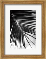 Palm Frond II Fine Art Print