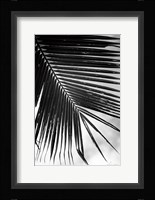 Palm Frond II Framed Print