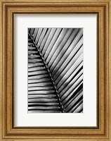 Palm Frond I Fine Art Print