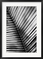 Palm Frond I Fine Art Print