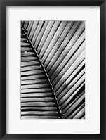 Palm Frond I Framed Print