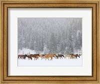 Montana Horses Fine Art Print