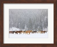 Montana Horses Fine Art Print