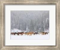 Montana Horses Fine Art Print