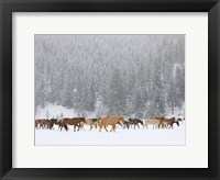 Montana Horses Fine Art Print