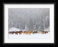 Montana Horses Fine Art Print